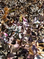Penstemon clevelandii