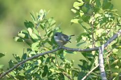 Zosterops borbonicus