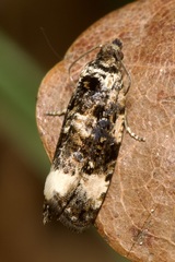 Endothenia marginana
