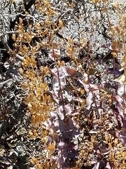 Penstemon clevelandii