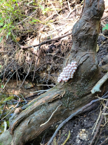 Pomacea paludosa image