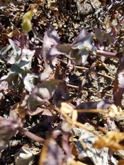 Penstemon clevelandii