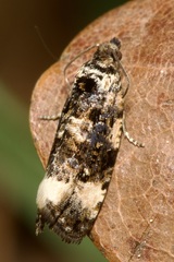 Endothenia marginana