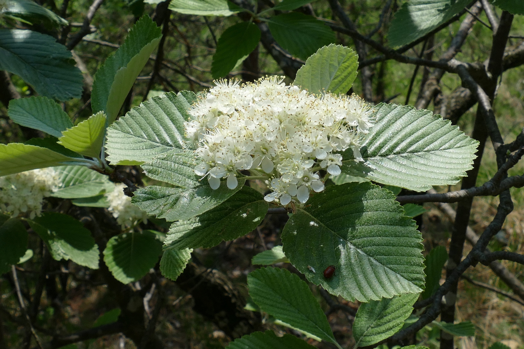 Whitebeam from Pian Bausano TO on May 13, 2022 at 12:47 PM by Roberto ...