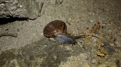 Helminthoglypta benitoensis