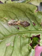 Heraclides thoas