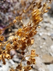 Penstemon clevelandii