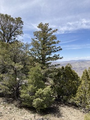 Pseudotsuga menziesii glauca