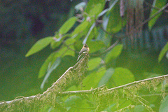Mitrephanes phaeocercus aurantiiventris