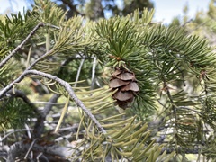 Pseudotsuga menziesii glauca