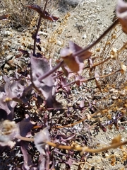 Penstemon clevelandii