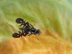 Oxyaciura tibialis
