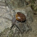 Pinnacles Shoulderband Snail - Photo (c) R.J. Adams, some rights reserved (CC BY-NC), uploaded by R.J. Adams