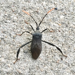 Acanthocephala terminalis