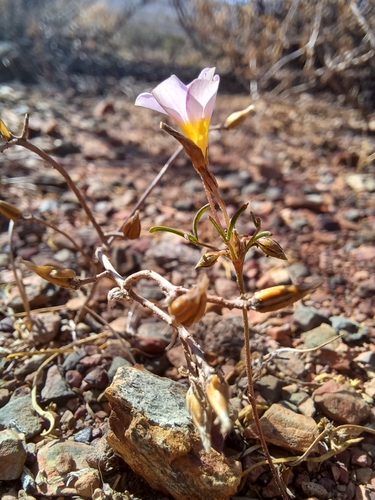 Image of Minileaf Sorrel (Oxalis burkei) by (c) Danie Palm, some rights reserved (CC BY)