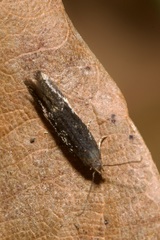 Aproaerema anthyllidella