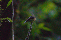 Mitrephanes phaeocercus aurantiiventris
