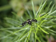 Oxyaciura tibialis