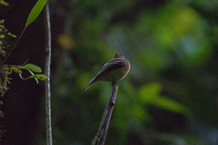 Mitrephanes phaeocercus aurantiiventris