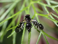 Oxyaciura tibialis