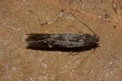 Aproaerema anthyllidella