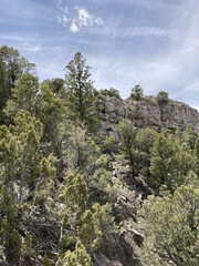 Pseudotsuga menziesii glauca