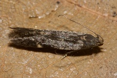 Aproaerema anthyllidella