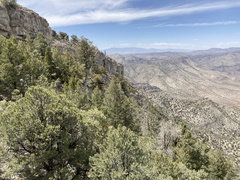 Pseudotsuga menziesii glauca