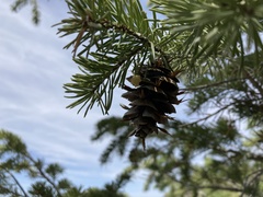 Pseudotsuga menziesii glauca