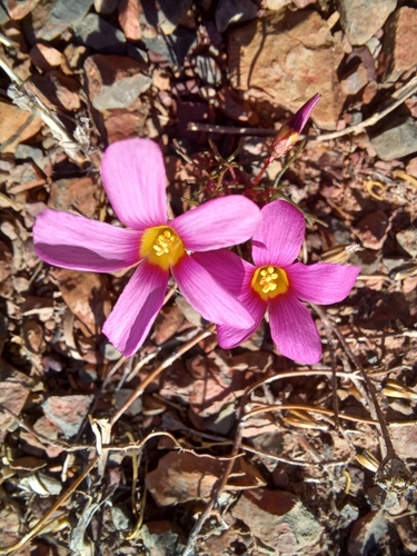 Image of Oxalis leptogramma by (c) Danie Palm, some rights reserved (CC BY)
