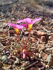 Oxalis leptogramma