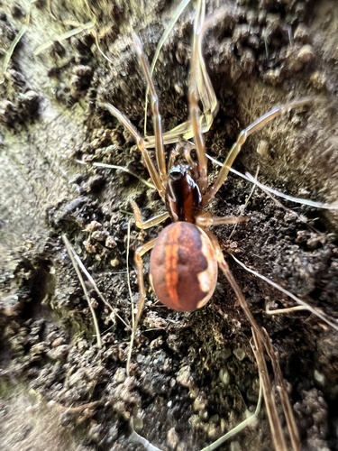 thickjawed orbweavers