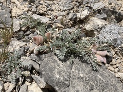 Astragalus purshii