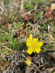 Potentilla aspegrenii