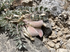 Astragalus purshii
