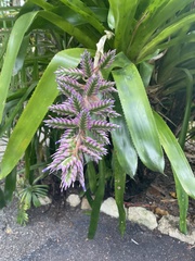 Aechmea dichlamydea