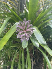 Aechmea dichlamydea
