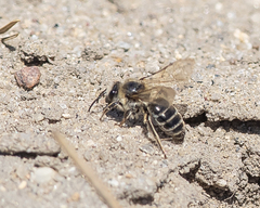 Colletes validus