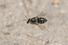 Colletes validus