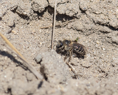Colletes validus