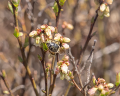 Colletes validus