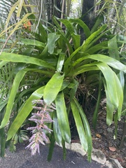 Aechmea dichlamydea