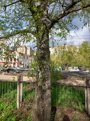Betula pendula
