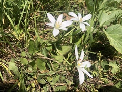 Ornithogalum orthophyllum