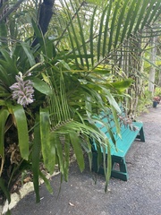 Aechmea dichlamydea