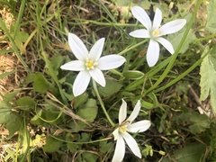 Ornithogalum orthophyllum