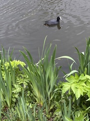 Fulica atra