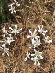 Horkelia cuneata