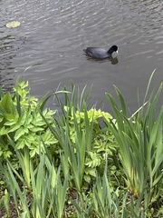 Fulica atra