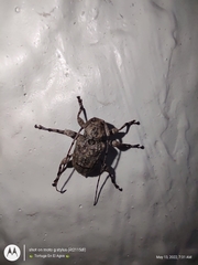 Leptostylopsis terraecolor